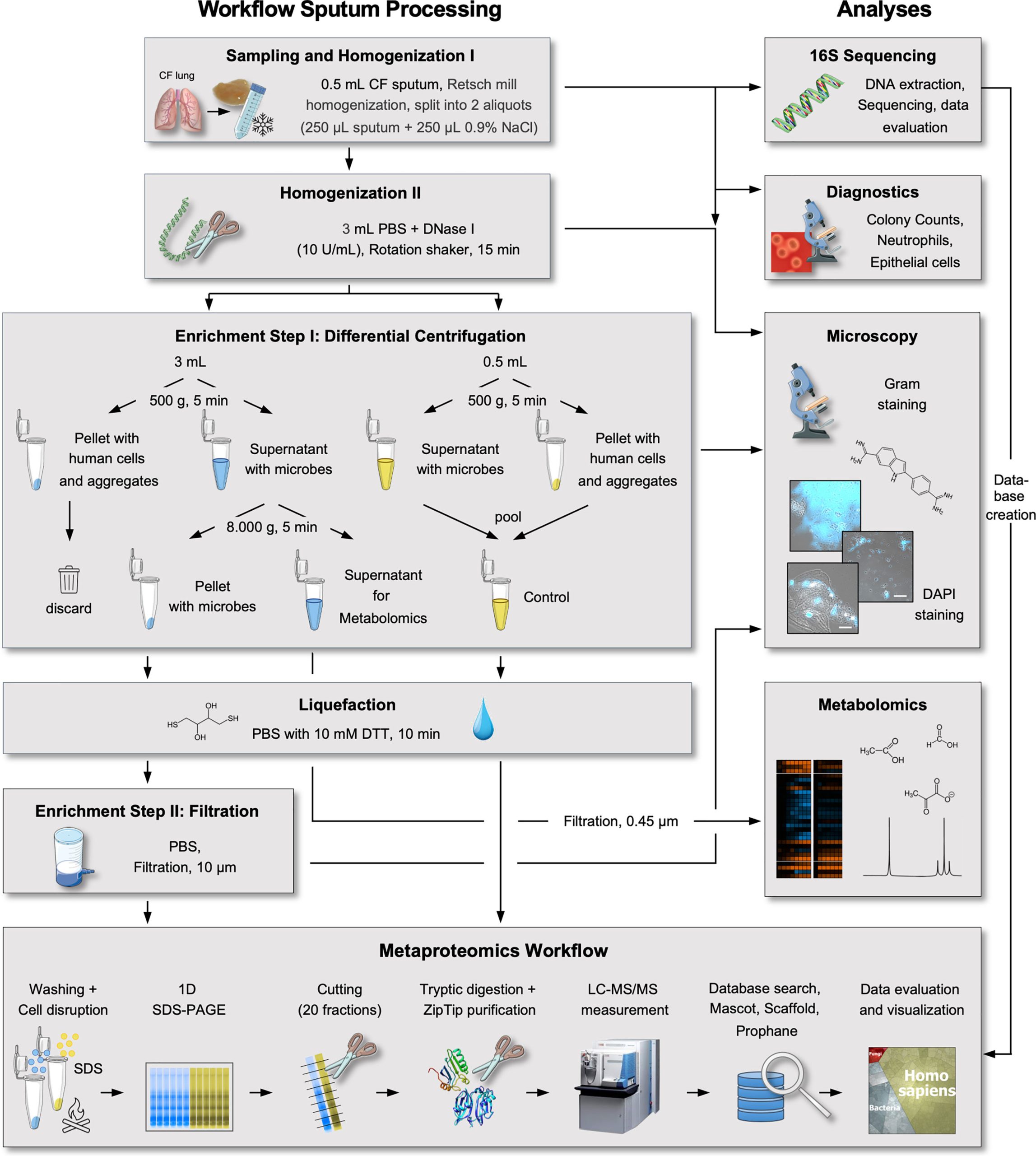 Process Sputum Samples In Lab Resume Frontiers An Innovative Protocol for Metaproteomic Analyses Of …