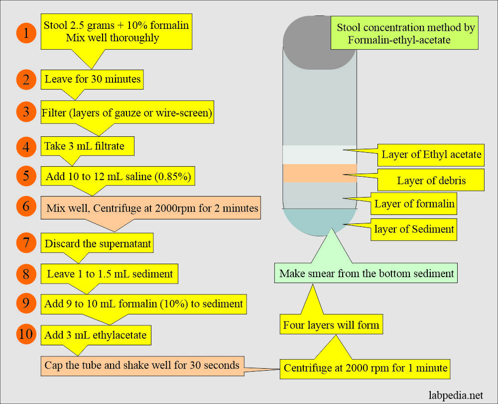 Process Stool Samples In Lab Resume Stool Examination:- Part 2 – Stool Smear Preparation, Stains …