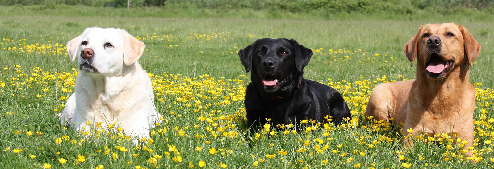 Karen Pryor Academy Dog Trainer Resume Sample Datenschutz – Wuff Akademie Die Hundeschule Mit Pfiff Karen …