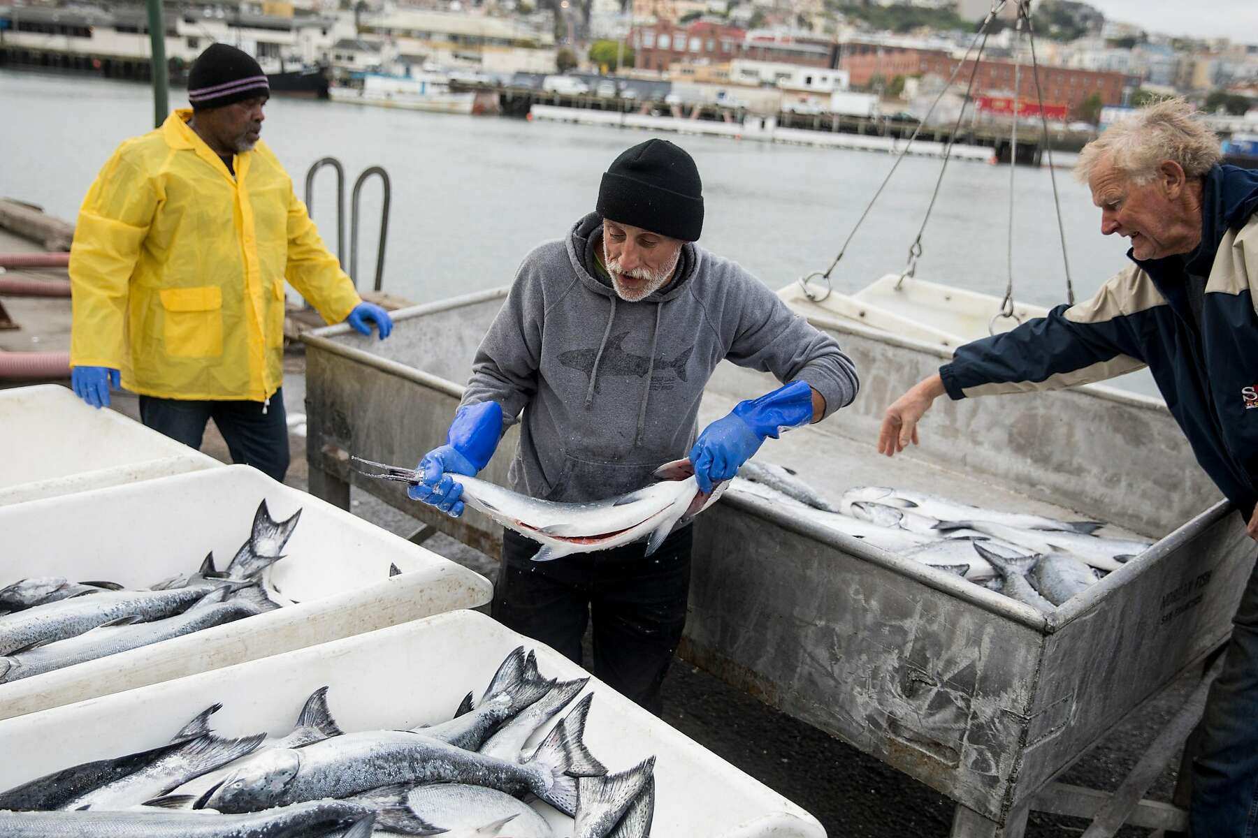 Resume Sample for Commercial Salmon Fisherman California Fishermen Report the Biggest Salmon Season In A Decade