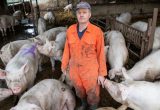 Agriculture Resume Sample In Swine Husbandry and Production Uk Pig Farmers Take Desperate Measures In Face Of soaring Costs …