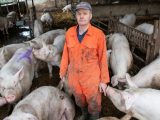 Agriculture Resume Sample In Swine Husbandry and Production Uk Pig Farmers Take Desperate Measures In Face Of soaring Costs …