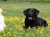 Karen Pryor Academy Dog Trainer Resume Sample Datenschutz – Wuff Akademie Die Hundeschule Mit Pfiff Karen …