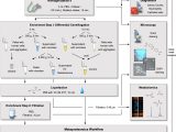 Process Sputum Samples In Lab Resume Frontiers An Innovative Protocol for Metaproteomic Analyses Of …
