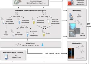 Process Sputum Samples In Lab Resume Frontiers An Innovative Protocol for Metaproteomic Analyses Of …