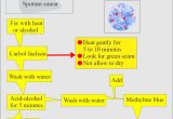 Process Sputum Samples In Lab Resume Mycobacterium Tuberculosis:- Part 4 – Afb Stain (acid Fast Bacilli …