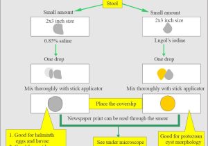 Process Stool Samples In Lab Resume Stool Examination:- Part 2 – Stool Smear Preparation, Stains … Process Stool Samples In Lab Resume Stool Examination:- Part 2 – Stool Smear Preparation, Stains …