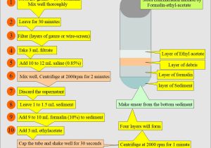 Process Stool Samples In Lab Resume Stool Examination:- Part 2 – Stool Smear Preparation, Stains … Process Stool Samples In Lab Resume Stool Examination:- Part 2 – Stool Smear Preparation, Stains …