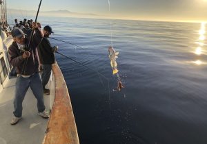 Resume Sample for Commercial Salmon Fisherman Fishing In orange County Resumes after Oil Spill – Los Angeles Times